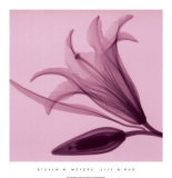 Lily & Bud Stampe di Steven N. Meyers Lily & Bud Stampe di Steven N. Meyers