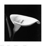 Calla III Prints