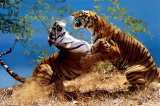 Tigers Fighting Prints