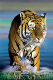 Tiger in Water Kunstdruck