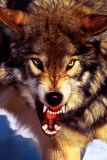 Loup gris Affiches