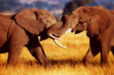 African Elephants Sparring - Reprodüksiyon