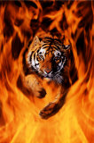Bengal Tiger Jumping Flames Print Bengal Tiger Jumping Flames Print