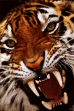 Bengal Tiger Close-Up - Posterler Bengal Tiger Close-Up - Posterler