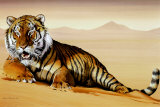 Tiger in Sand Poster Tiger in Sand Poster