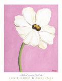 White Cosmos on Pink Posters par Chemaly Soraya