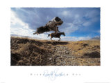 Harry the Cow Dog Prints by David R. Stoecklein