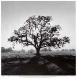 Oak Tree, Sunrise Plakater af Ansel Adams