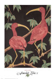 Scarlet Ibis I Posters by Dan Goad Scarlet Ibis I Posters by Dan Goad