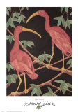 Scarlet Ibis II Prints by Dan Goad Scarlet Ibis II Prints by Dan Goad