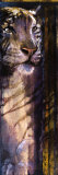 Animal Veld II Prints by Norm Daniels
