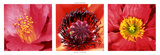 Herzblumen Kunst von Laurent Pinsard