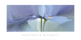 Iris XX Láminas por Huntington Witherill