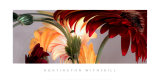 Gerbera Daisies I Poster by Huntington Witherill