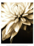 Radiance IV Prints by Cinzia Ryan