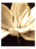 Cinzia Ryan - Radiance III - Poster