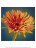 Chrysanthemum on Turquoise Kunst av Jane Ann Butler