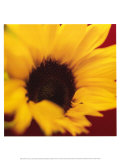 Sunflower on Red Posters by Jane Ann Butler