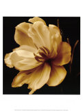 Timeless Grace III Print by Charles Britt