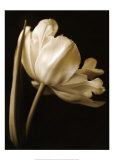 Champagne Tulip I Posters by Charles Britt