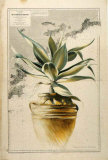 Les Pots de Terrasse I Prints by Pascal Cessou
