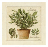 Herbes de Provence, Laurier Posters by Laurence David