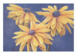 Rudbeckias Prints by M. De Flaviis