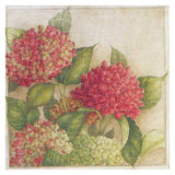 Hortensia II Affiches par Vincent Jeannerot