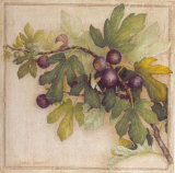 Branche de Figuier II Prints by Vincent Jeannerot
