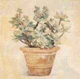 Crassula Prints by Laurence David