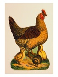 Display Card Depicting a Hen and Chicks Giclee Print