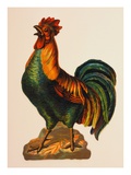 Display Card Depicting a Crowing Rooster Giclee Print