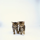 Pair of Tabby Kittens Photographic Print by Pat Doyle