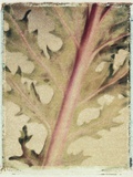 Kale Photographic Print by Jennifer Kennard