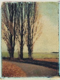 3 Poplars Late Fall Photographic Print by Jennifer Kennard