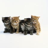 Five Tabby Kittens Photographic Print by Pat Doyle