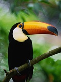 Toco Toucan Photographic Print by Kevin Schafer
