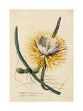 Botanical Print of Queen of the Night Giclee Print by Johann Wilhelm Weinmann