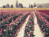 Tulipes de la vallée Skagit Photographie par Jennifer Kennard