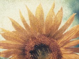 Sunflower Photographic Print by Jennifer Kennard