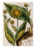 Elecampane Giclee Print by Elizabeth Blackwell