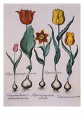 Tulipa, Engraving Giclee Print by Basil Besler