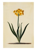 Botanical Print of Narcissus Giclee Print by Johann Wilhelm Weinmann