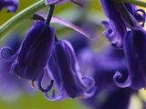 Bluebells Photographic Print by Andy Small