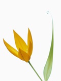 Yellow Flower and Leaf Photographic Print