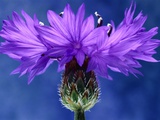 Cornflowers Photographic Print by Andy Small