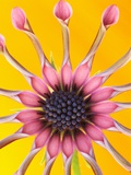 Pink Whirlygig Flower Photographic Print by Andy Small