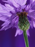 Cornflower Photographic Print by Andy Small