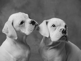 Dogs Sitting Together Photographic Print by Lawrence Manning