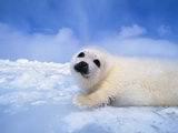 Harp Seal Pup Photographic Print